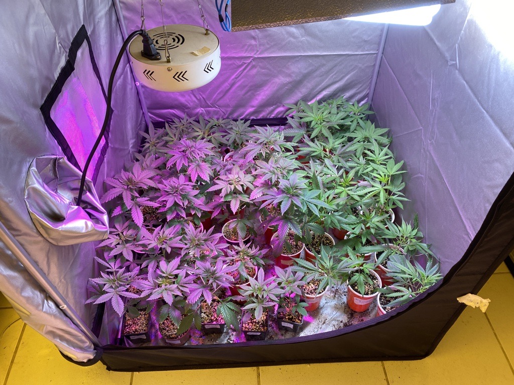 cultivo em estufa