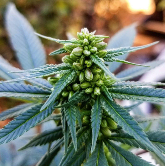 planta hemafrodita maconha